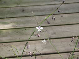 Image of Arthropodium milleflorum (Redouté) J. F. Macbr.