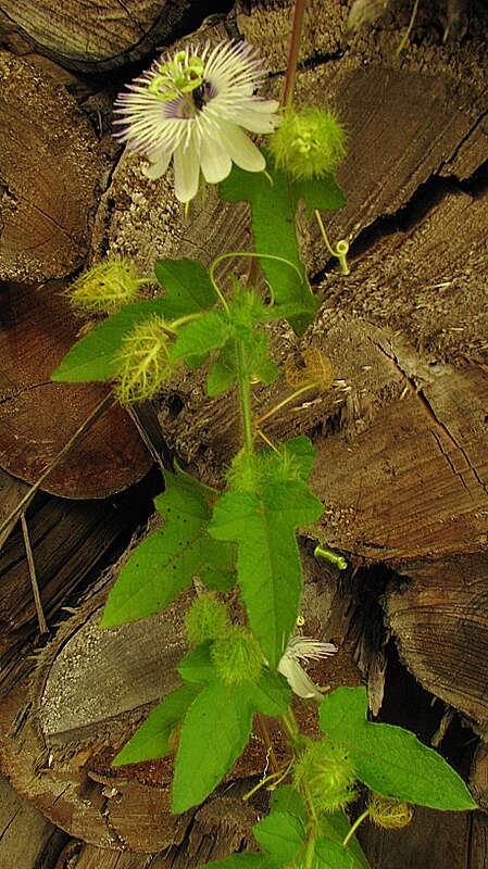 Sivun Passiflora foetida L. kuva