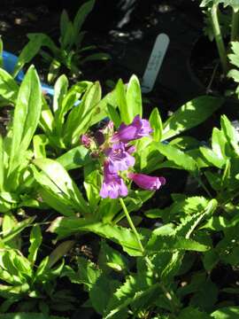 Image of serrulate penstemon