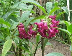 Sivun Buddleja colvilei Hook. fil. & Thomson kuva