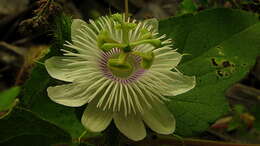 Sivun Passiflora foetida L. kuva