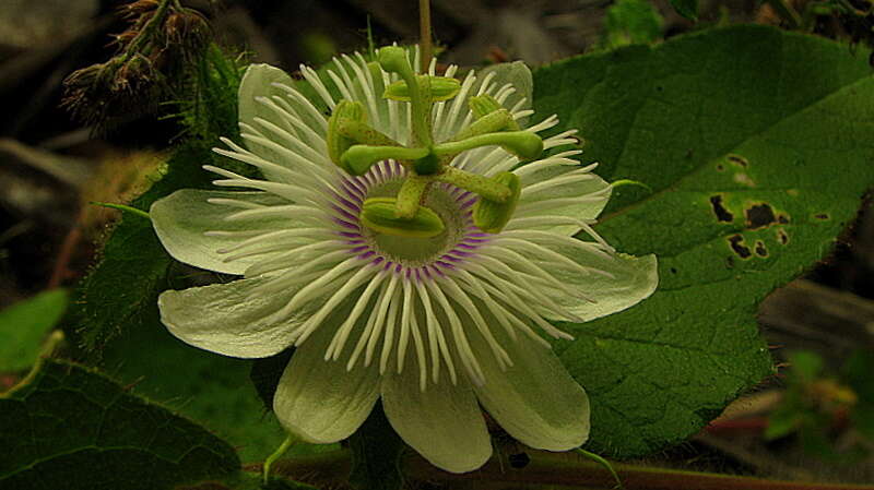 Sivun Passiflora foetida L. kuva