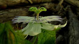 Sivun Passiflora foetida L. kuva