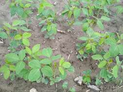 Image of soybean