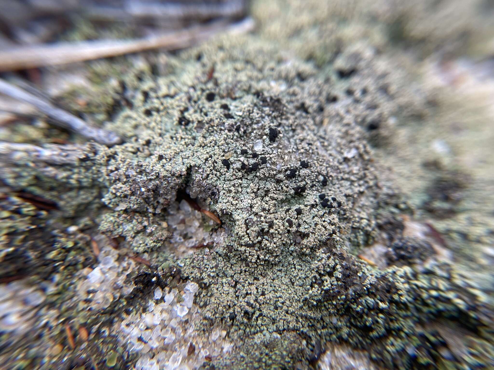 Image of granular trapeliopsis lichen