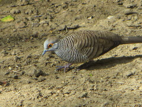 Image of Barred Dove