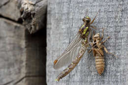 صورة Neogomphus edenticulatus Carle & Cook 1984