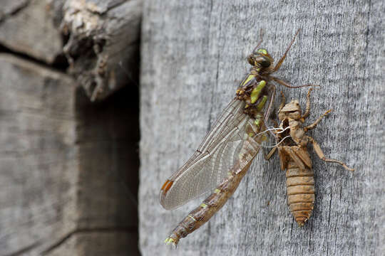 Image de Neogomphus edenticulatus Carle & Cook 1984