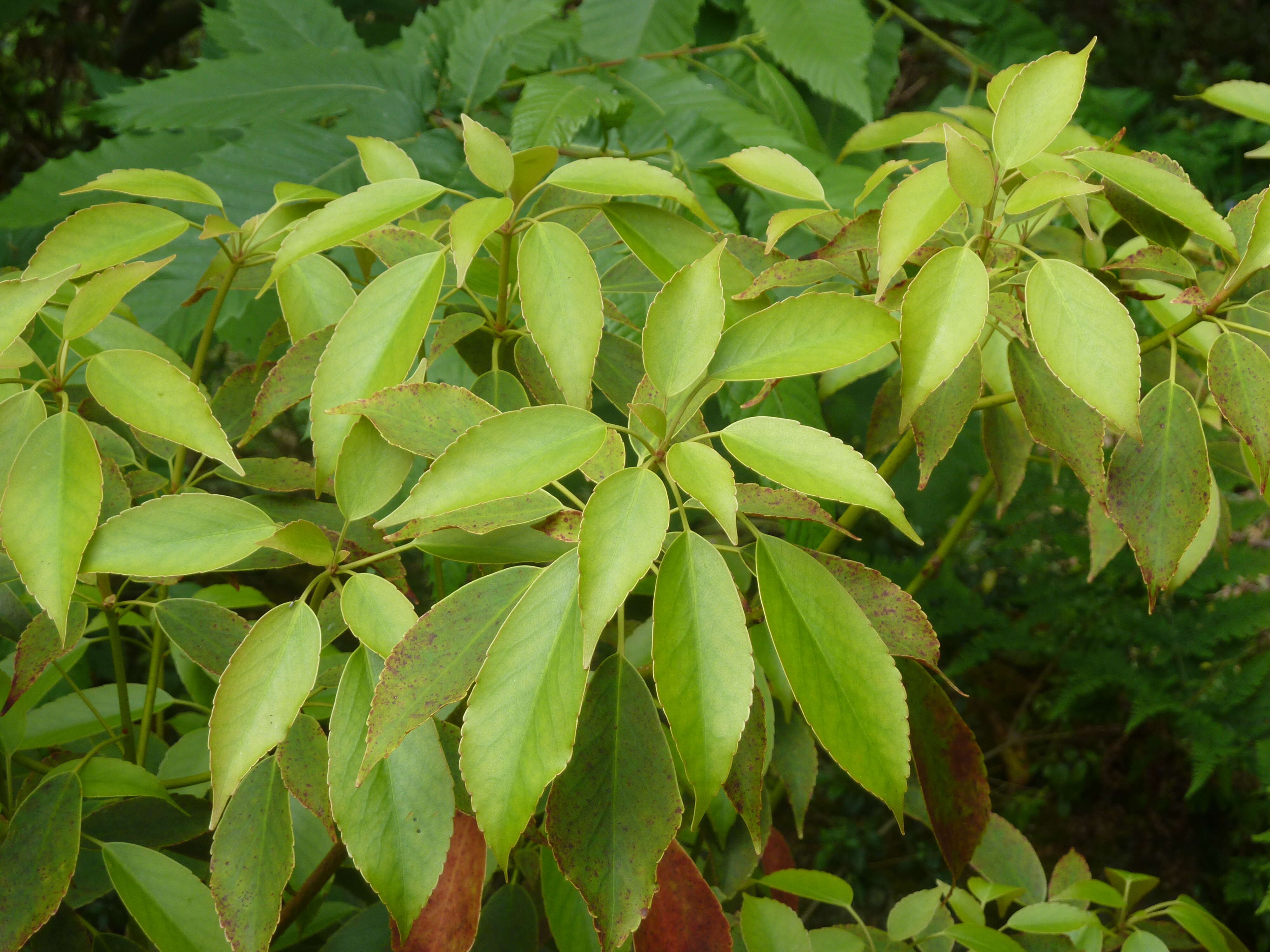 Image of Trochodendron