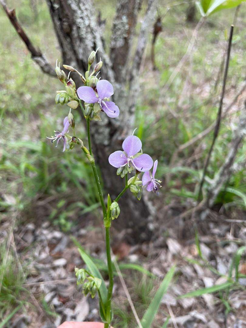 Sivun Murdannia simplex (Vahl) Brenan kuva