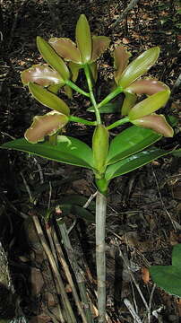 Image of Cattleya granulosa Lindl.