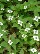 Image of bunchberry dogwood