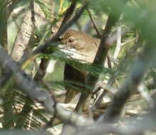 Image of Terrestrial Brownbul