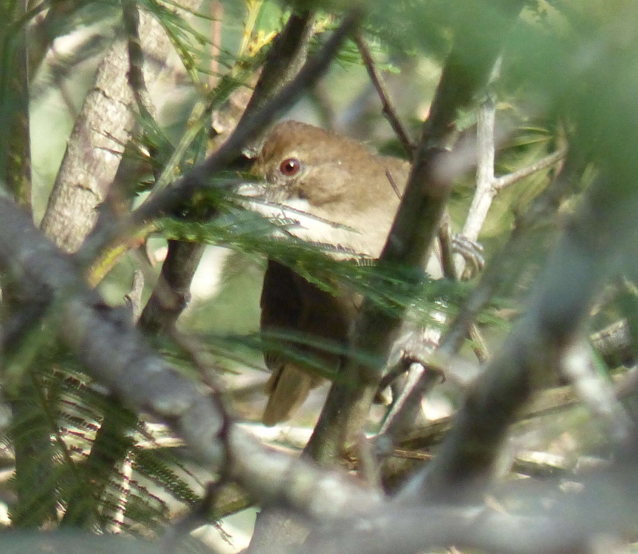 Image de Bulbul de brousse