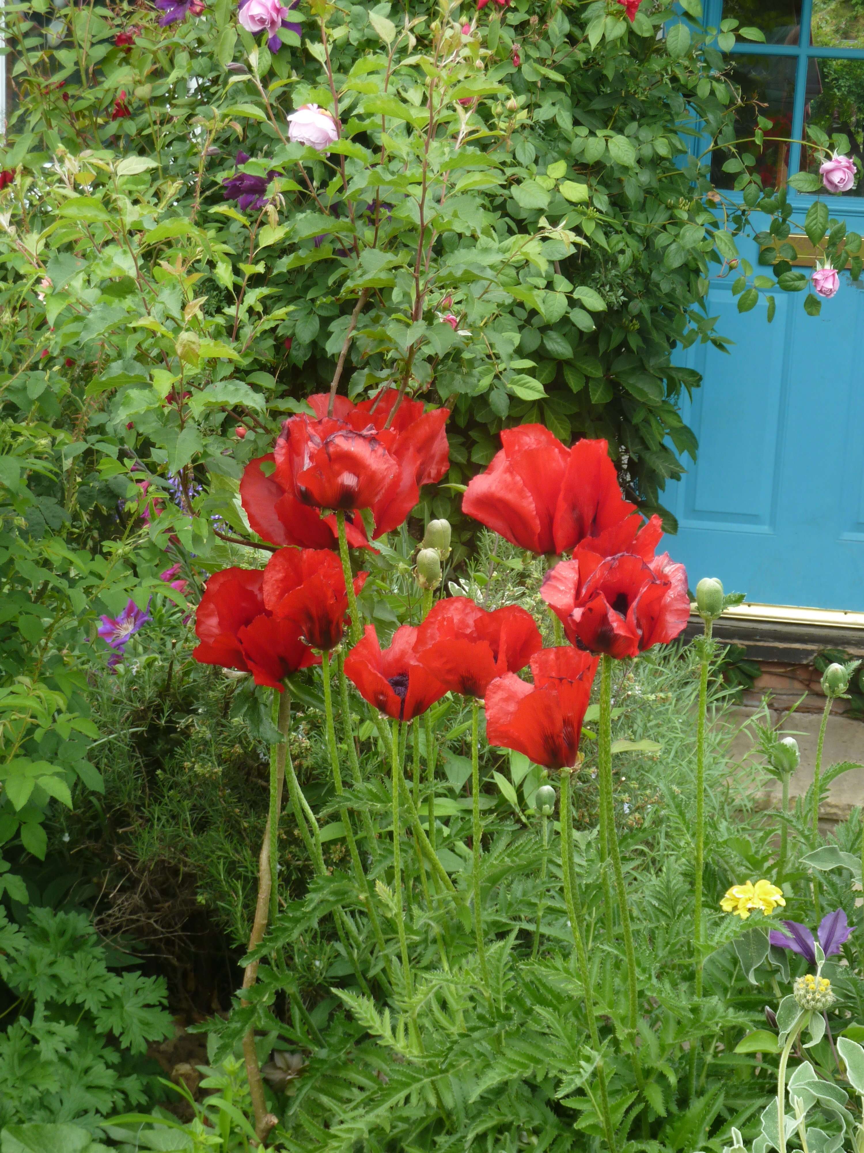 Image of Oriental poppy