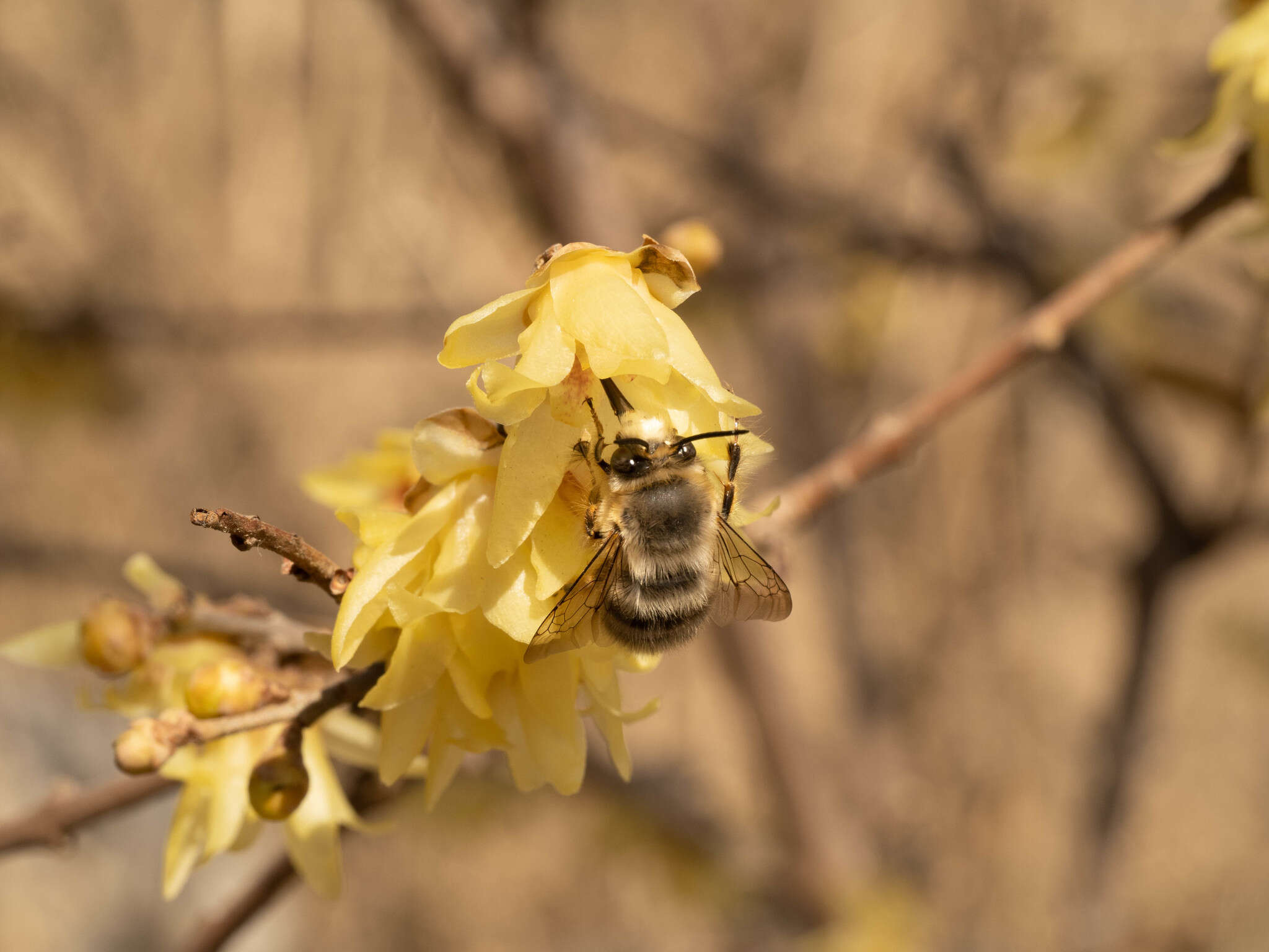 Image of Anthophora melanognatha Cockerell 1911