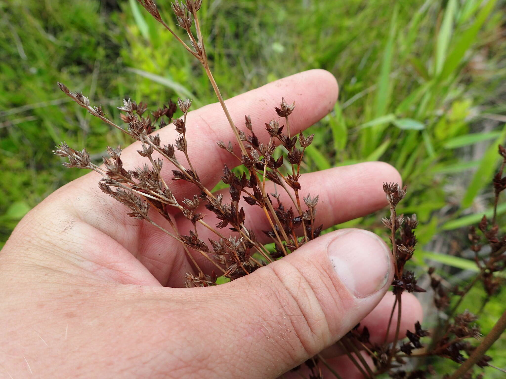 Imagem de Juncus trigonocarpus Steud.