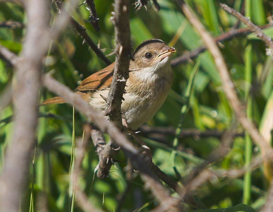 Image of Sylvia communis