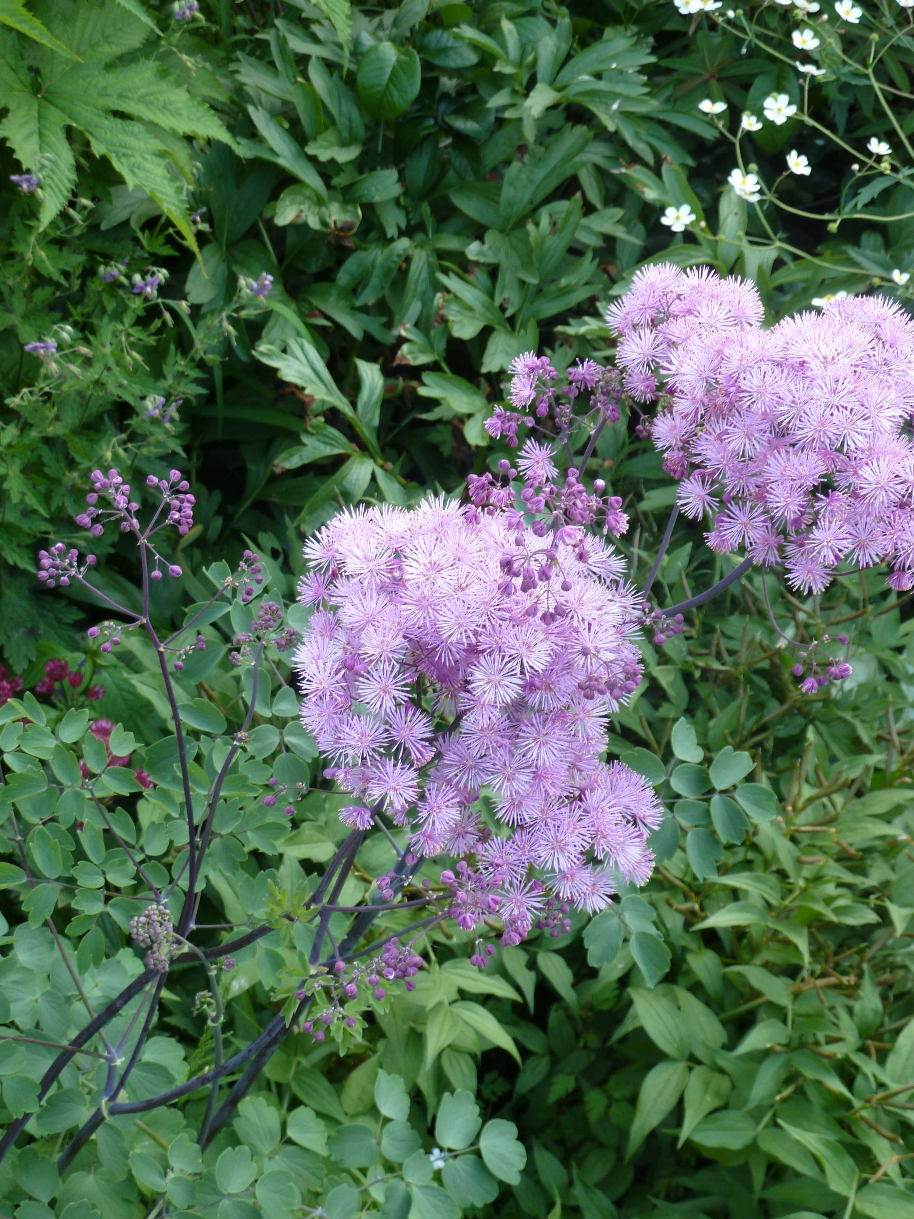 Image of Thalictrum aquilegiifolium