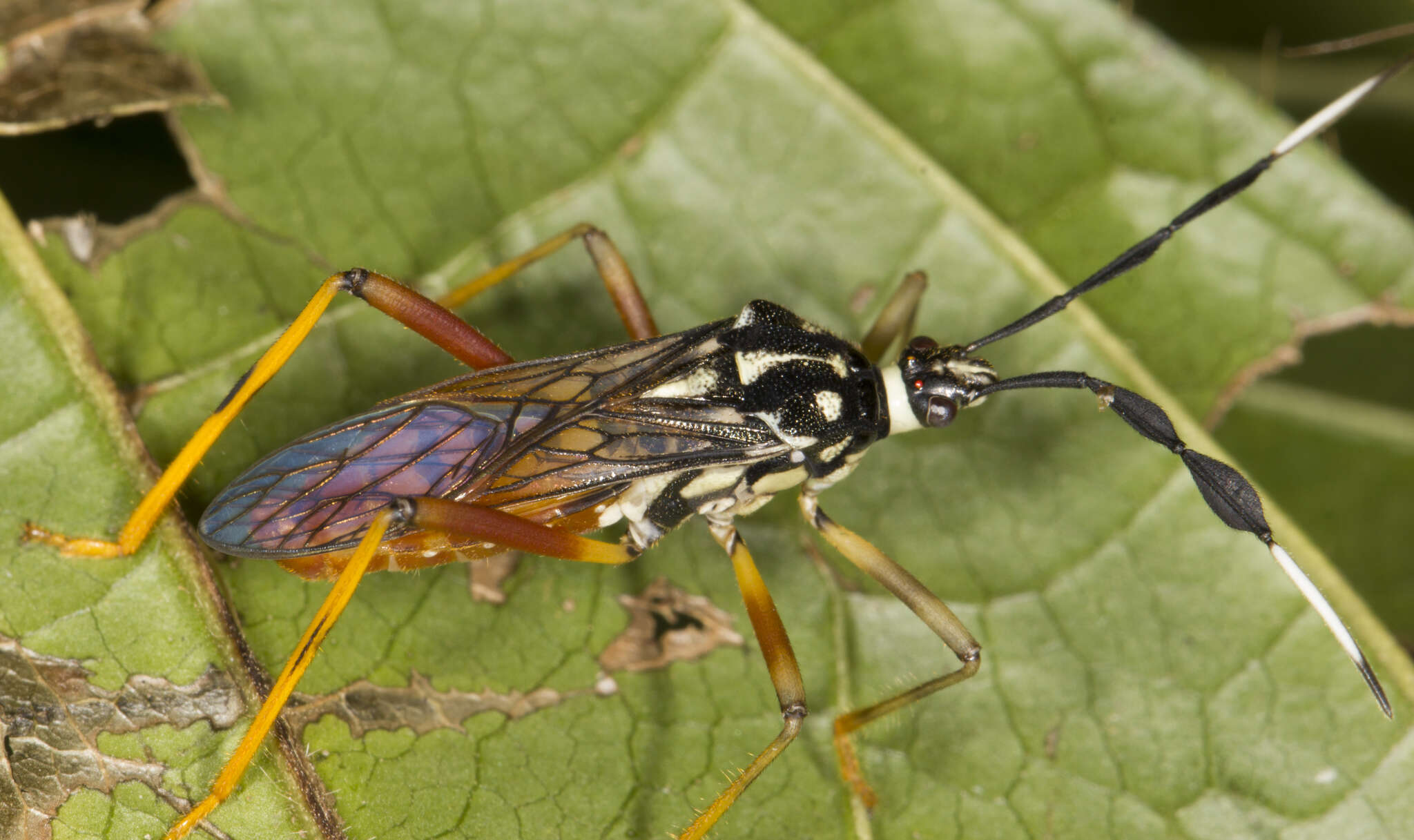 صورة Holhymenia scenica (Stål 1865)