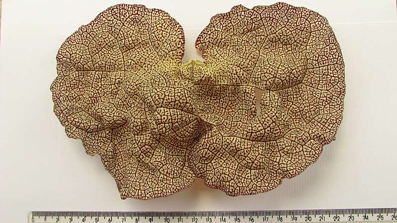 Plancia ëd Aristolochia labiata Willd.