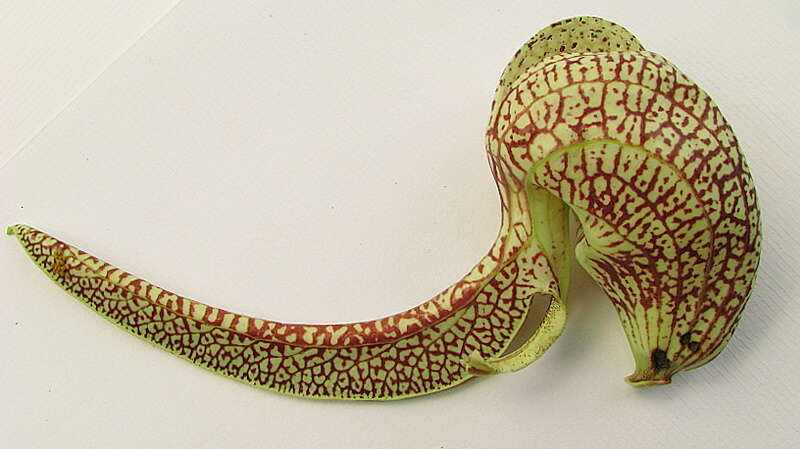 Plancia ëd Aristolochia labiata Willd.