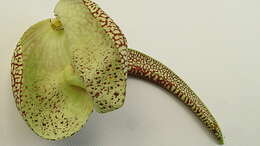 Plancia ëd Aristolochia labiata Willd.