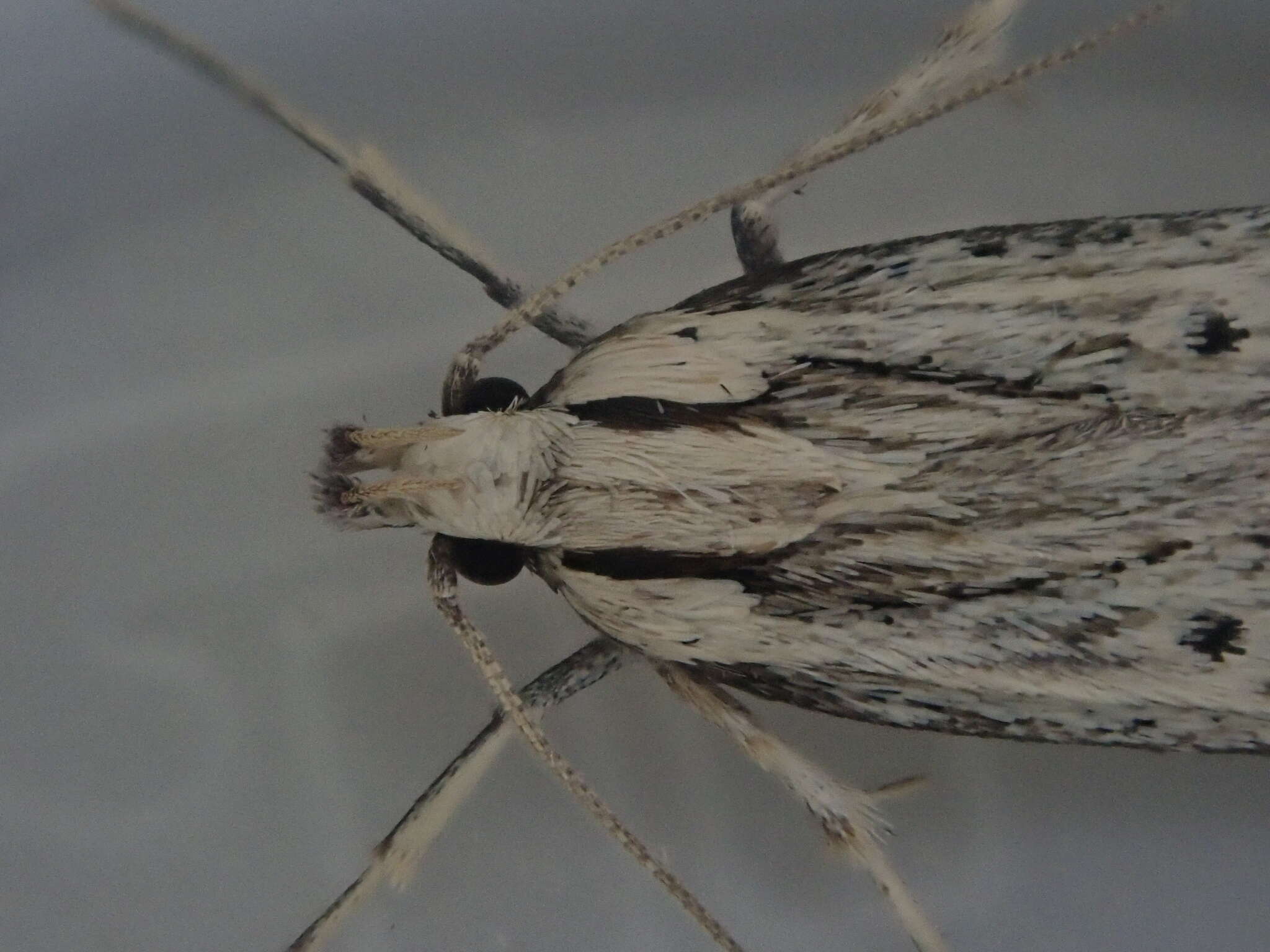 Imagem de Anisoplaca ptyoptera Meyrick 1886