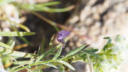 Sivun Astragalus nuttallianus var. imperfectus (Rydb.) Barneby kuva