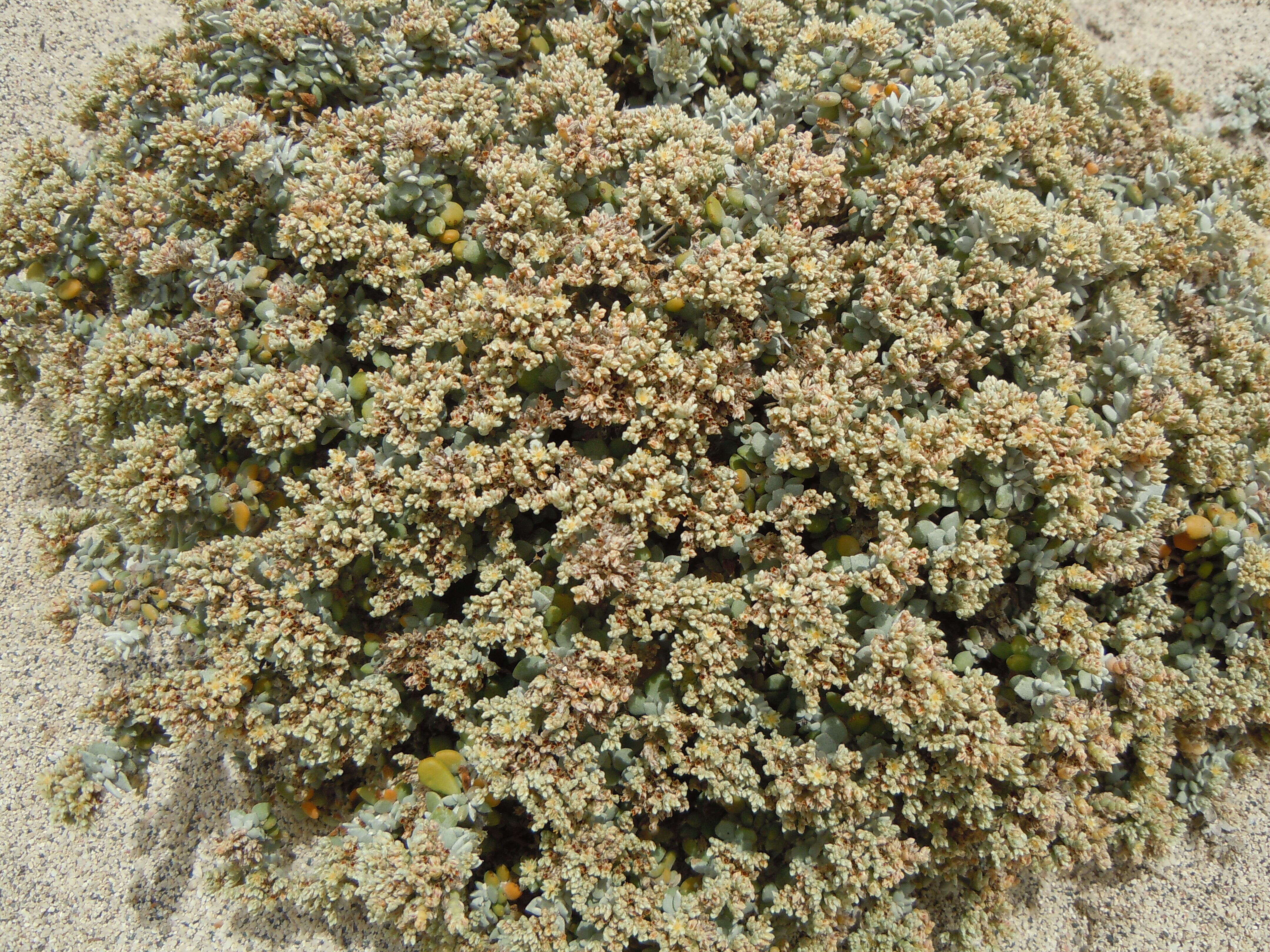Image of Polycarpaea nivea (Ait.) Webb