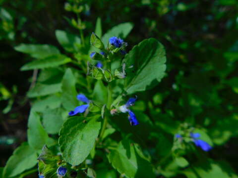 Image of Salvia similis Brandegee