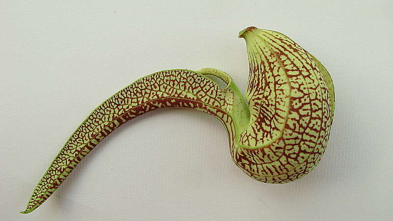 Plancia ëd Aristolochia labiata Willd.