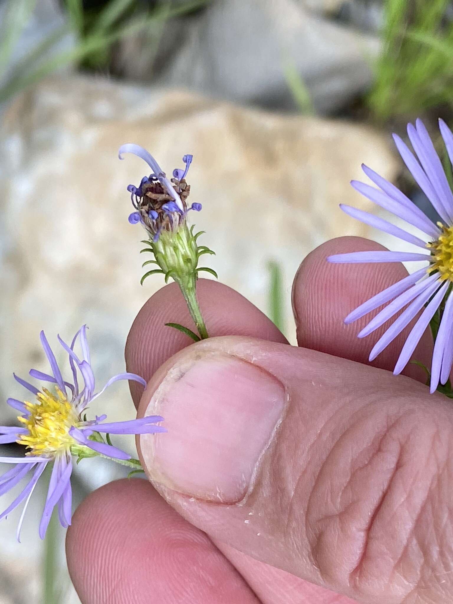 Image of Newfoundland aster