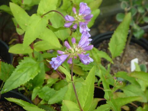 Image of serrulate penstemon