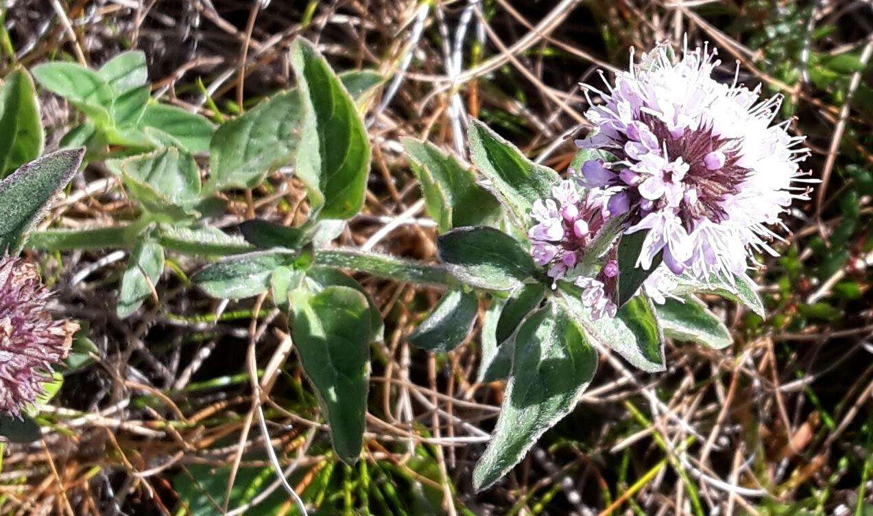 Image of Mentha longifolia subsp. capensis (Thunb.) Briq.