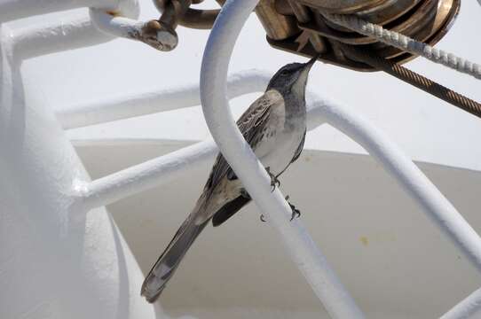 Image of Bahama Mockingbird