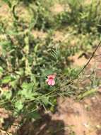 Image of Indigofera filipes Harv.