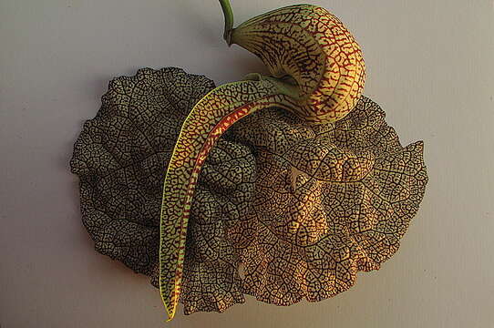 Plancia ëd Aristolochia labiata Willd.