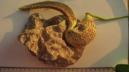 Plancia ëd Aristolochia labiata Willd.