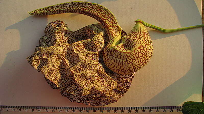 Plancia ëd Aristolochia labiata Willd.