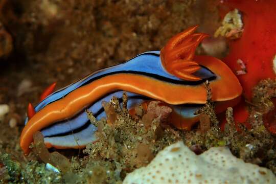 Image of Chromodoris hamiltoni Rudman 1977