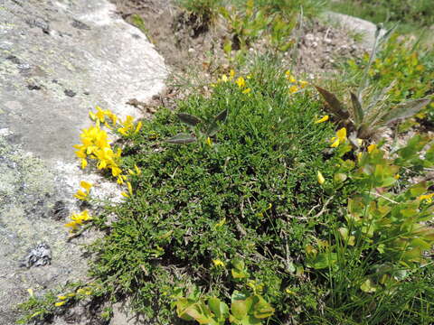 Imagem de Genista pilosa L.