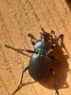 Image of Carabus convexus dilatatus Dejean 1826