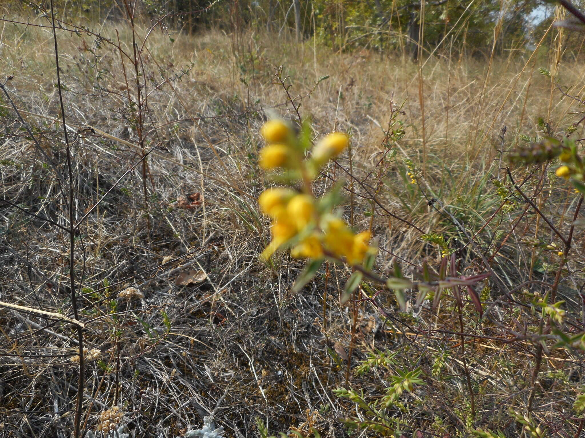 Imagem de Odontites luteus (L.) Clairv.