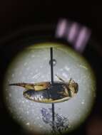 Image of Predaceous diving beetle