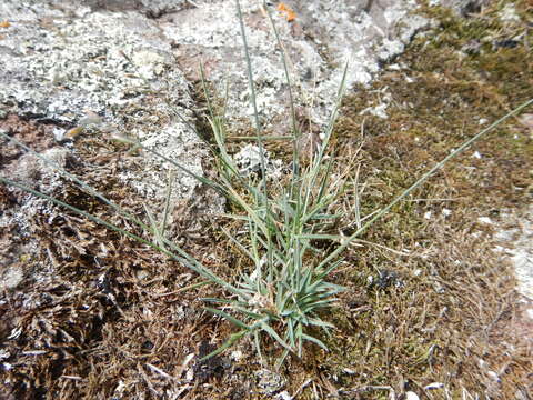 Image de Poa glauca Vahl