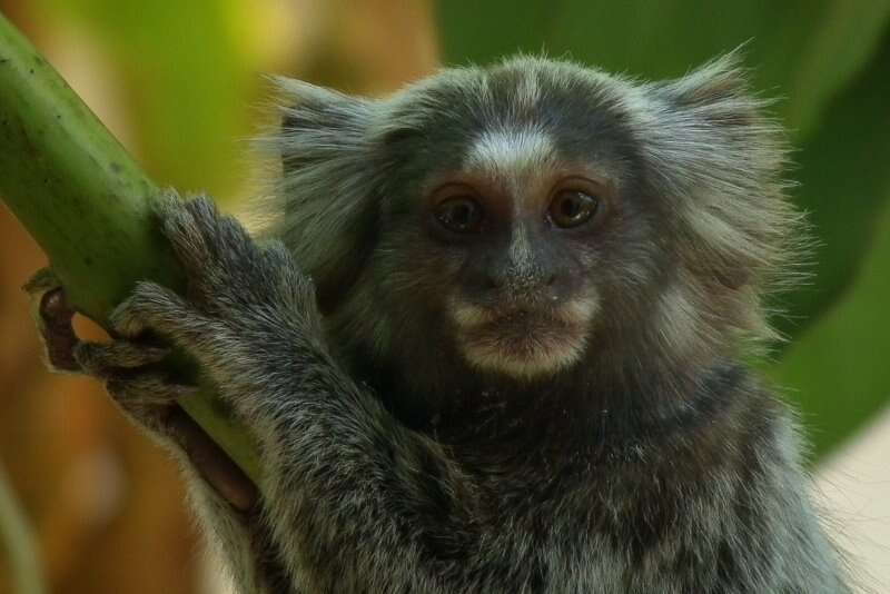 Image de Ouistiti à toupets blancs