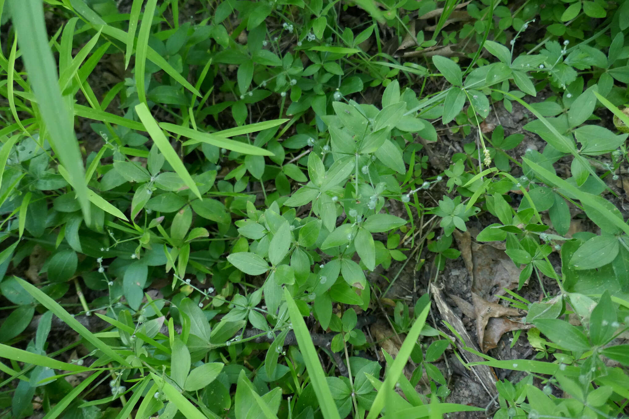 Image of licorice bedstraw