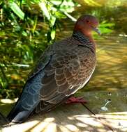 Image of Picazuro Pigeon