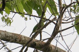 Image of Red-throated Barbet